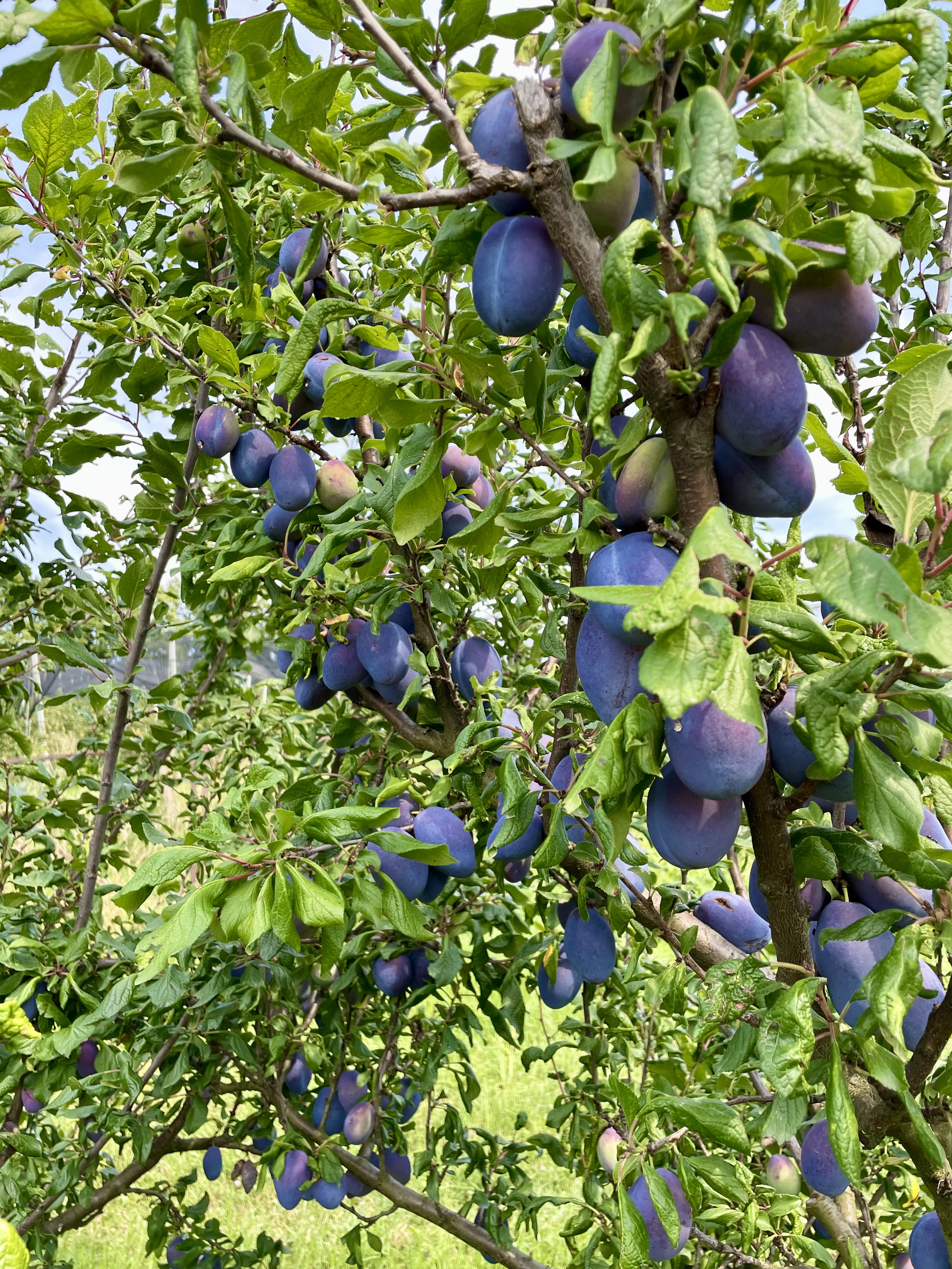 Familie & Geschichte – Bild 4