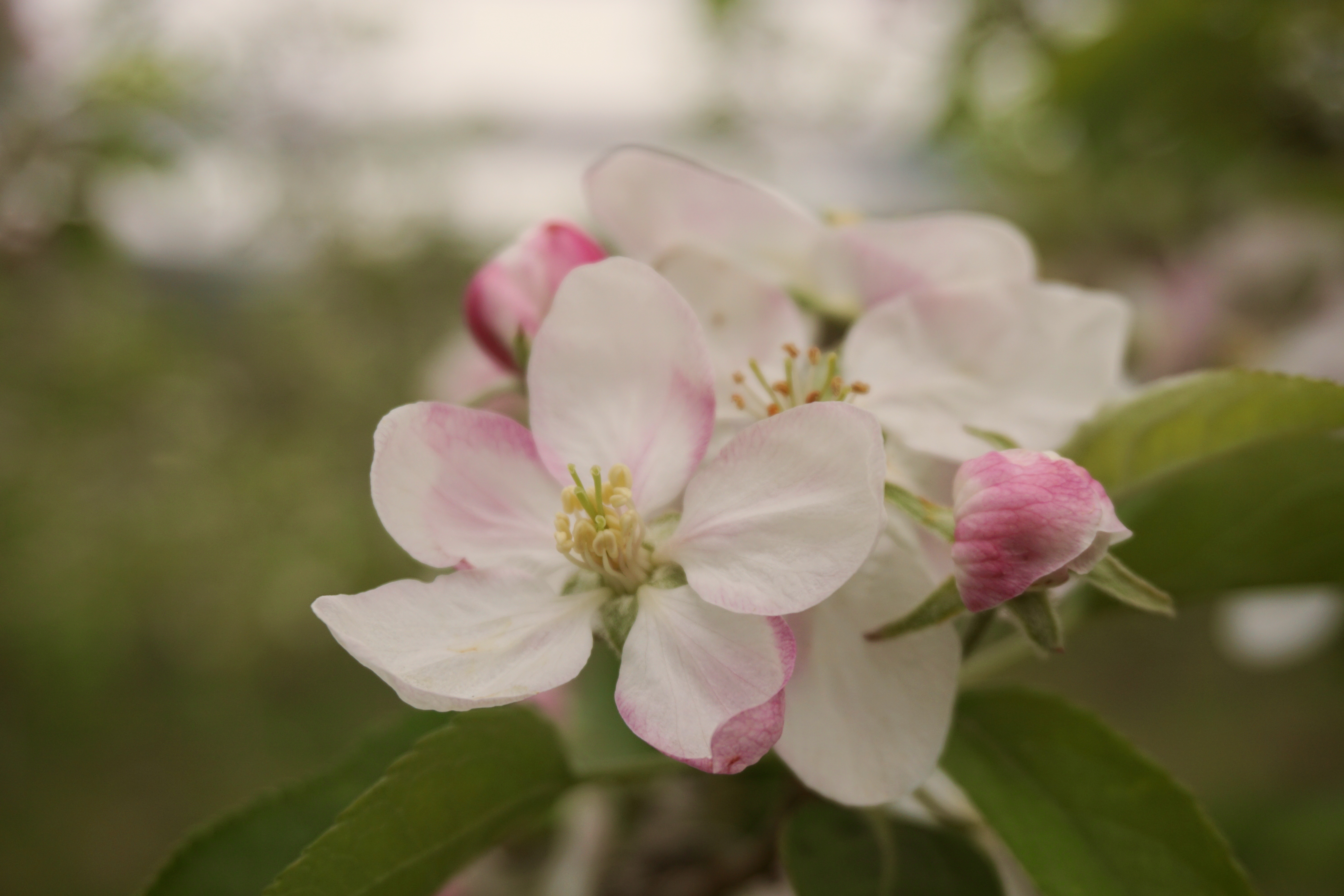 Obst am Baum im Obstgarten